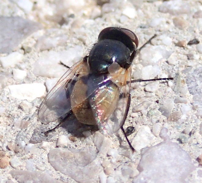 Diptera minuscola da Id.